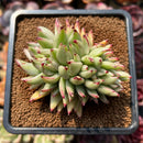 Echeveria Agavoides 'Elkhorn' Crested Lightly Variegated 3" Succulent Plant Cutting
