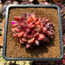 Echeveria 'Crepe-myrtle' 3" Succulent Plant Cutting