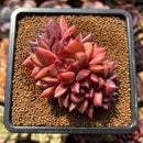Echeveria 'Crepe-myrtle' 3" Succulent Plant Cutting