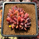 Echeveria 'Crepe-myrtle' 3" Succulent Plant Cutting