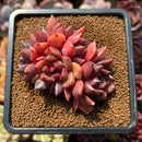 Echeveria 'Crepe-myrtle' 3" Succulent Plant Cutting