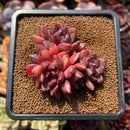 Echeveria 'Crepe-myrtle' 3" Succulent Plant Cutting