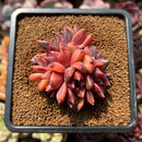 Echeveria 'Crepe-myrtle' 3" Succulent Plant Cutting