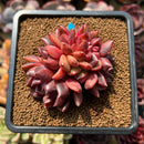 Echeveria 'Crepe-myrtle' 3" Succulent Plant Cutting