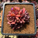 Echeveria 'Crepe-myrtle' 3" Succulent Plant Cutting