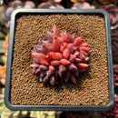 Echeveria 'Crepe-myrtle' 3" Succulent Plant Cutting