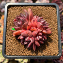 Echeveria 'Crepe-myrtle' 3" Succulent Plant Cutting
