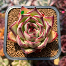 Echeveria Agavoides 'Haiku' 2"-3" Succulent Plant Cutting