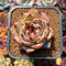 Echeveria Agavoides 'Haiku' 2"-3" Succulent Plant Cutting