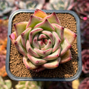 Echeveria Agavoides 'Haiku' 2"-3" Succulent Plant Cutting