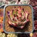 Echeveria Agavoides 'Haiku' 2"-3" Succulent Plant Cutting