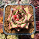 Echeveria Agavoides 'Haiku' 2"-3" Succulent Plant Cutting
