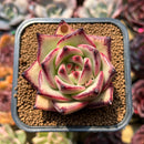 Echeveria Agavoides 'Haiku' 2"-3" Succulent Plant Cutting