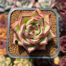 Echeveria Agavoides 'Haiku' 2"-3" Succulent Plant Cutting