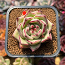 Echeveria Agavoides 'Haiku' 2"-3" Succulent Plant Cutting
