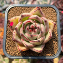 Echeveria Agavoides 'Haiku' 2"-3" Succulent Plant Cutting