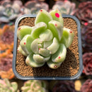Echeveria Agavoides 'Saint Louis' Variegated 2"-3" Succulent Plant Cutting