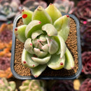 Echeveria Agavoides 'Saint Louis' Variegated 2"-3" Succulent Plant Cutting