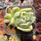 Echeveria Agavoides 'Saint Louis' Variegated 2"-3" Succulent Plant Cutting