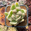 Echeveria Agavoides 'Saint Louis' Variegated 2"-3" Succulent Plant Cutting