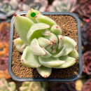 Echeveria Agavoides 'Saint Louis' Variegated 2"-3" Succulent Plant Cutting