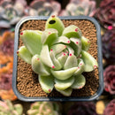 Echeveria Agavoides 'Saint Louis' Variegated 2"-3" Succulent Plant Cutting