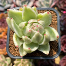Echeveria Agavoides 'Saint Louis' Variegated 2"-3" Succulent Plant Cutting