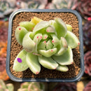 Echeveria Agavoides 'Saint Louis' Variegated 2"-3" Succulent Plant Cutting