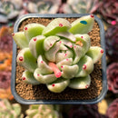 Echeveria Agavoides 'Saint Louis' Variegated 2"-3" Succulent Plant Cutting