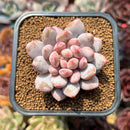 Pachyphytum 'Peach' 2" Succulent Plant Cutting