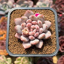 Pachyphytum 'Peach' 2" Succulent Plant Cutting