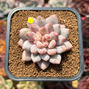 Pachyphytum 'Peach' 2" Succulent Plant Cutting