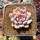 Pachyphytum 'Peach' 2" Succulent Plant Cutting