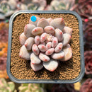 Pachyphytum 'Peach' 2" Succulent Plant Cutting