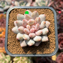 Pachyphytum 'Peach' 2" Succulent Plant Cutting
