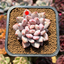 Pachyphytum 'Peach' 2" Succulent Plant Cutting