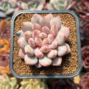 Pachyphytum 'Peach' 2" Succulent Plant Cutting