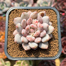 Pachyphytum 'Peach' 2" Succulent Plant Cutting