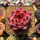 Echeveria 'Fire Pillar' 2" Succulent Plant Cutting
