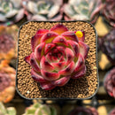 Echeveria 'Fire Pillar' 2" Succulent Plant Cutting