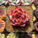 Echeveria 'Fire Pillar' 2" Succulent Plant Cutting
