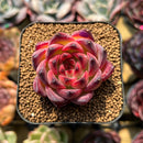 Echeveria 'Fire Pillar' 2" Succulent Plant Cutting