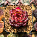 Echeveria 'Fire Pillar' 2" Succulent Plant Cutting