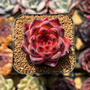 Echeveria 'Fire Pillar' 2" Succulent Plant Cutting