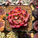 Echeveria 'Fire Pillar' 2" Succulent Plant Cutting