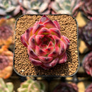 Echeveria 'Fire Pillar' 2" Succulent Plant Cutting