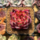 Echeveria 'Fire Pillar' 2" Succulent Plant Cutting