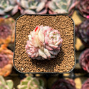 Echeveria 'Caramel Macchiato' 1" Succulent Plant Cutting