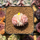Echeveria 'Caramel Macchiato' 1" Succulent Plant Cutting