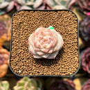 Echeveria 'Caramel Macchiato' 1" Succulent Plant Cutting